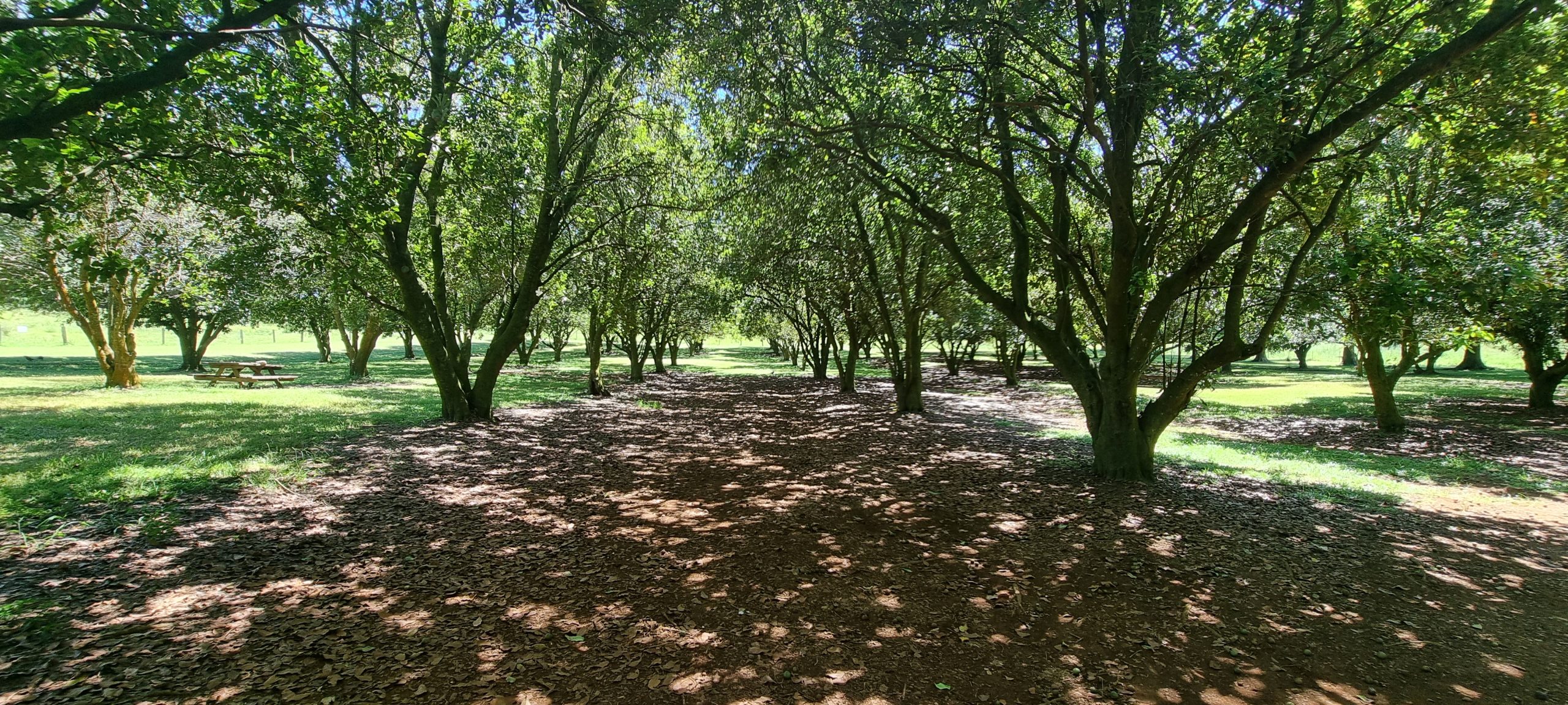 Nature for Employee Wellbeing