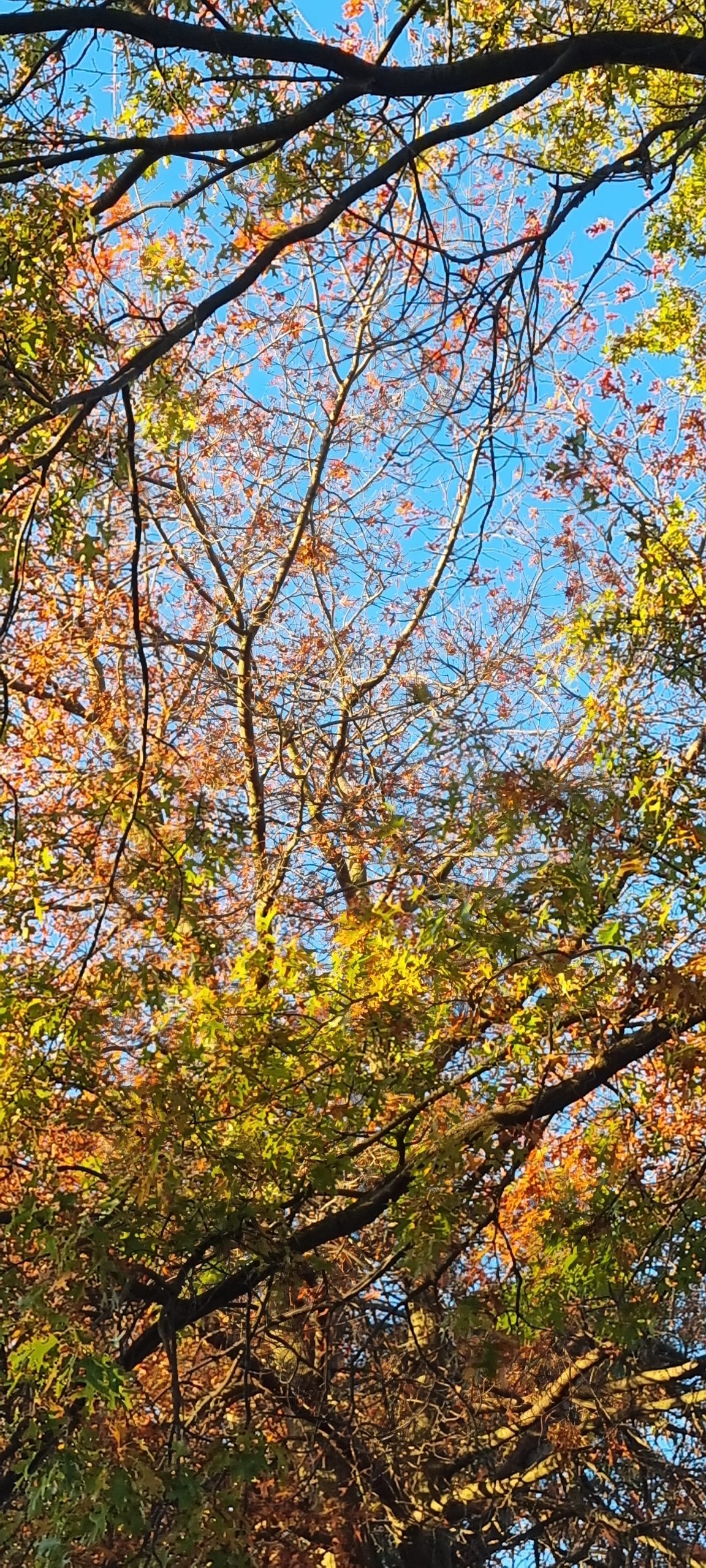 Nature Therapy for Emotional Health
